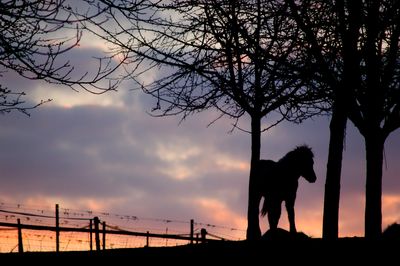 Silhouette dog standing against sky during sunset