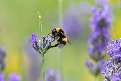 Close-up of bee pollinating on lavender