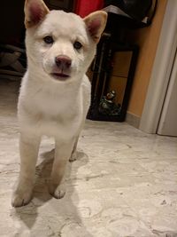 Portrait of dog standing at home