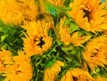 Close-up of yellow flowering plant