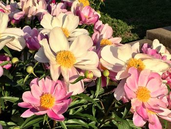 Close-up of pink flowers