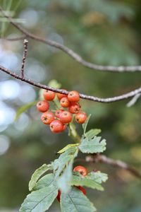 Close-up of berries growing on tree