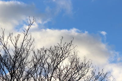 Low angle view of bare tree against sky