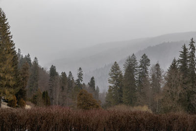 Scenic view of forest against sky