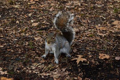 High angle view of squirrel