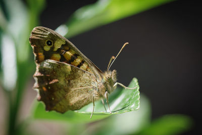 Close-up of butterfly on plant