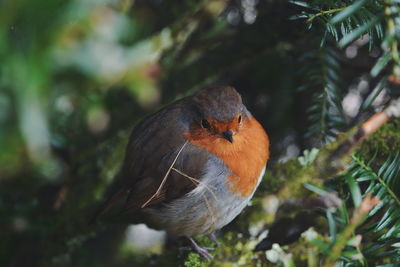 Close-up side view of a bird