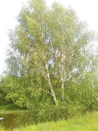 Low angle view of trees in forest