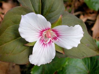 Close-up of pink flower