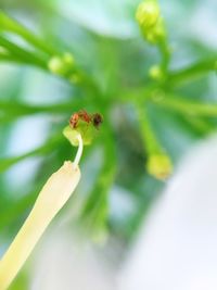 Close-up of insect on plant