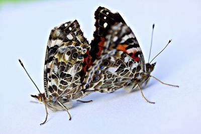 Close-up of butterfly on leaf