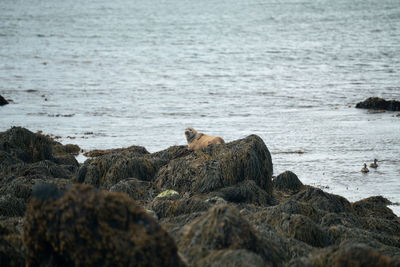 Seals bathing in sun at ytri tunga beach in iceland