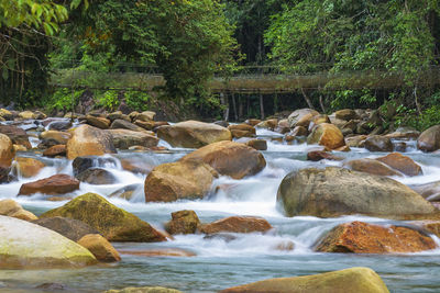 Scenic view of waterfall in forest