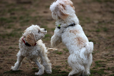 View of two dogs on land