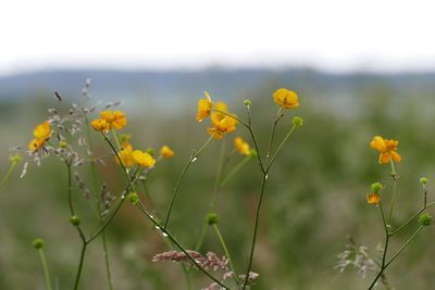 Close-up of yellow flowers blooming on field