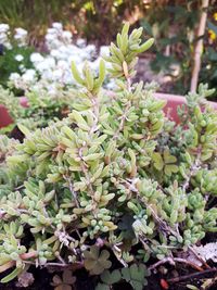 Close-up of plants