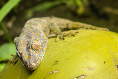 Close-up of frog on leaf