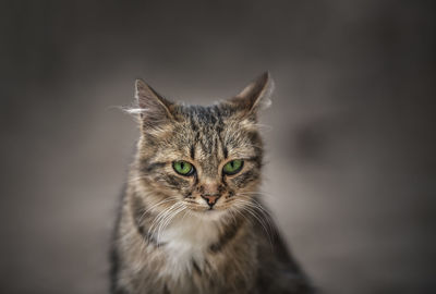 Portrait of cat looking away