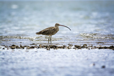 Bird on beach