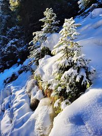 Snow covered plants by trees