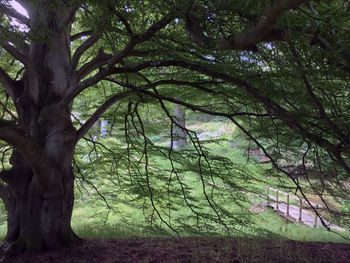 Trees in forest