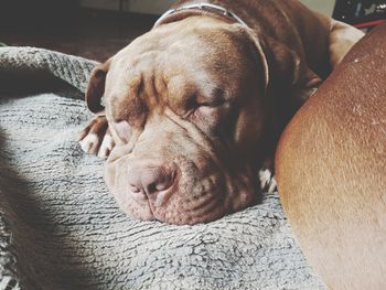 Close-up of dog sleeping