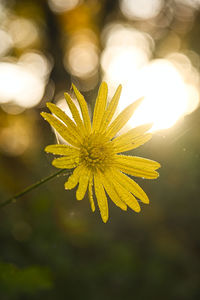 Close-up of yellow flowering plant