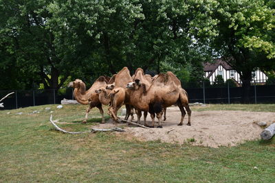 Horses in a field