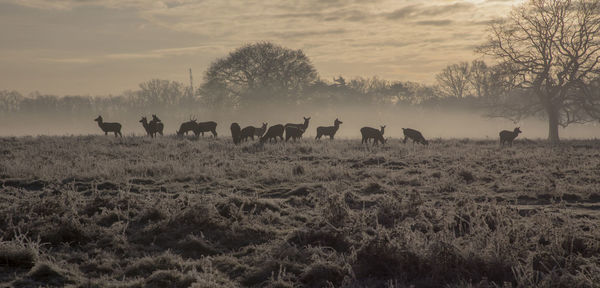 Horses grazing on field against sky