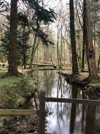 Scenic view of lake in forest