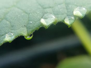 Close-up of leaf on plant