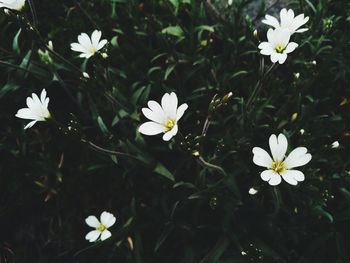 Close-up of white daisy flower