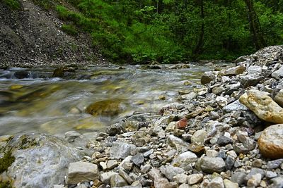 Stream flowing through forest