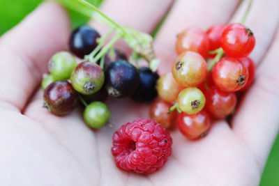 Close-up of hand holding strawberries