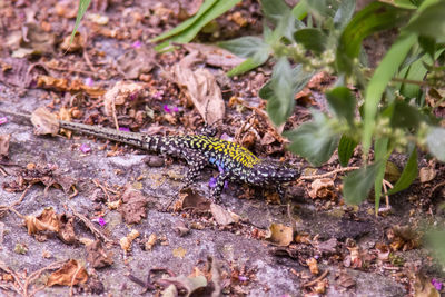 Close-up of lizard