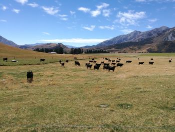 Flock of sheep grazing on field against sky