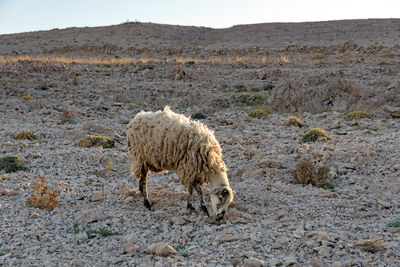 Sheep grazing grass on rocky arid terrain.