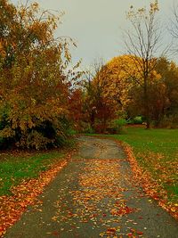 Trees in park