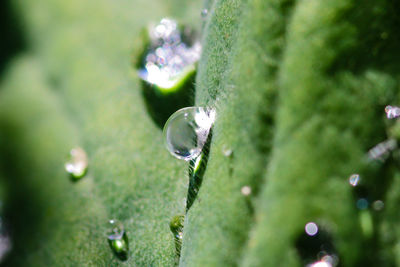 Close-up of water drops on leaves