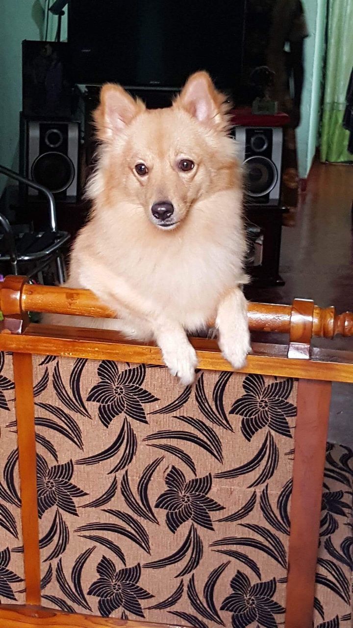 pets, animal themes, domestic animals, mammal, dog, one animal, indoors, no people, close-up, pomeranian, portrait, day