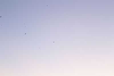 Low angle view of birds flying in sky