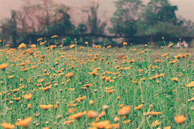 Close-up of flowering plants on land