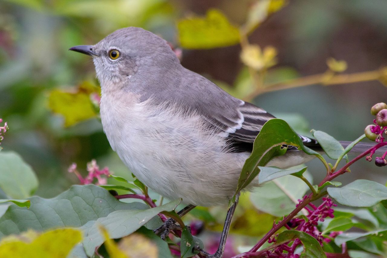 bird, animal themes, animal, vertebrate, one animal, animal wildlife, animals in the wild, plant, perching, close-up, no people, plant part, day, leaf, branch, nature, beauty in nature, focus on foreground, tree, growth, outdoors