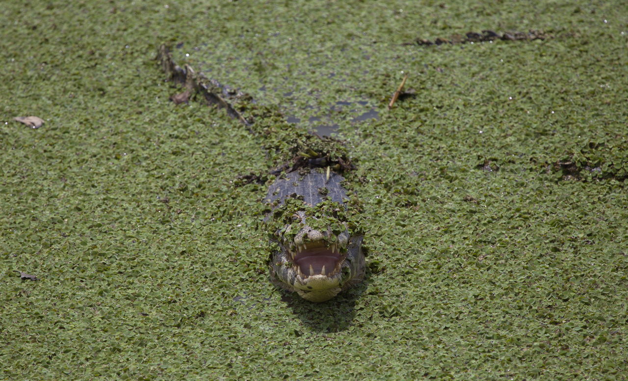 HIGH ANGLE VIEW OF CROCODILE ON GREEN LEAF