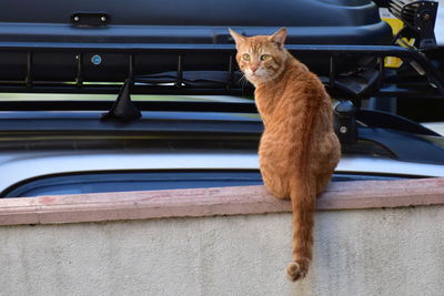 Portrait of a cat