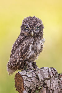 Close-up of owl perching on tree