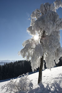 Trees on snow covered land against bright sun