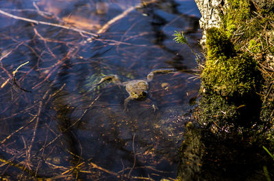 Close-up of turtle in water