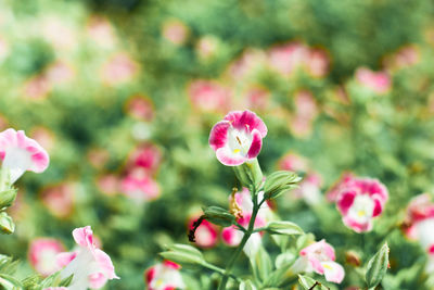 Close-up of pink flowering plants in park