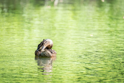 Duck swimming in lake